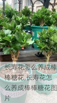 长寿花怎么养成棒棒糖花,长寿花怎么养成棒棒糖花图片