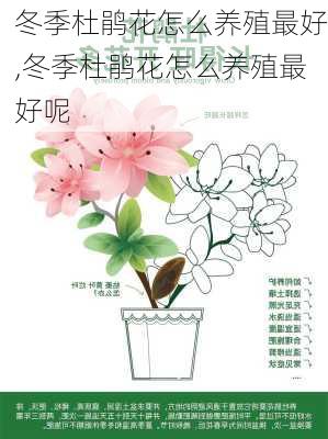 冬季杜鹃花怎么养殖最好,冬季杜鹃花怎么养殖最好呢