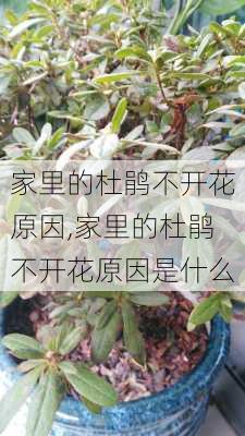 家里的杜鹃不开花原因,家里的杜鹃不开花原因是什么