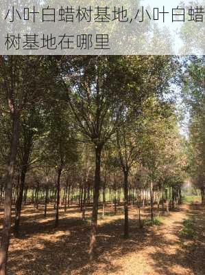 小叶白蜡树基地,小叶白蜡树基地在哪里