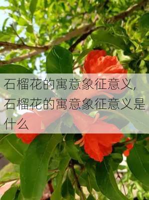 石榴花的寓意象征意义,石榴花的寓意象征意义是什么