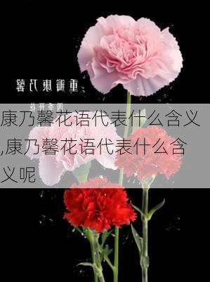 康乃馨花语代表什么含义,康乃馨花语代表什么含义呢