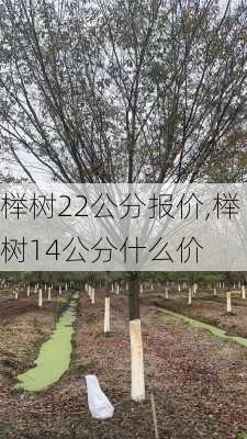 榉树22公分报价,榉树14公分什么价