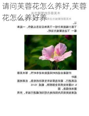 请问芙蓉花怎么养好,芙蓉花怎么养好养