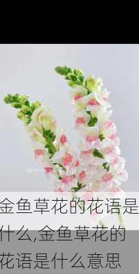 金鱼草花的花语是什么,金鱼草花的花语是什么意思