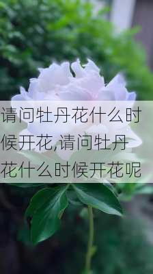 请问牡丹花什么时候开花,请问牡丹花什么时候开花呢