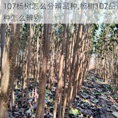 107杨树怎么分辨品种,杨树107品种怎么辨别