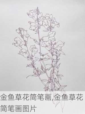 金鱼草花简笔画,金鱼草花简笔画图片