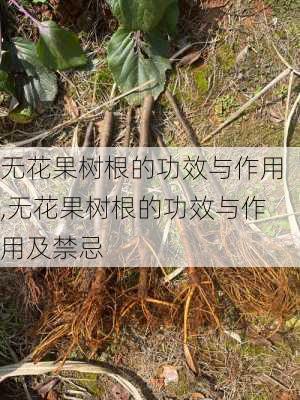 无花果树根的功效与作用,无花果树根的功效与作用及禁忌