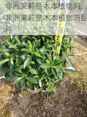 非洲茉莉是木本植物吗,非洲茉莉是木本植物吗图片