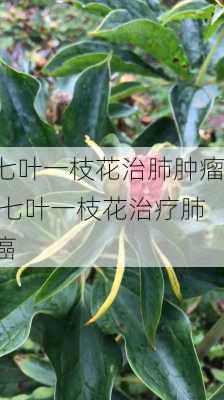 七叶一枝花治肺肿瘤,七叶一枝花治疗肺癌