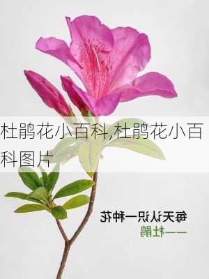 杜鹃花小百科,杜鹃花小百科图片