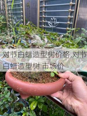 对节白蜡造型树价格,对节白蜡造型树 市场价