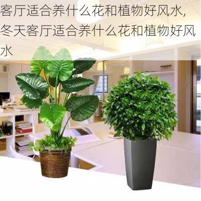 客厅适合养什么花和植物好风水,冬天客厅适合养什么花和植物好风水