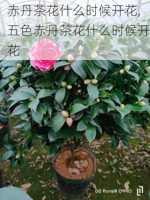 赤丹茶花什么时候开花,五色赤丹茶花什么时候开花