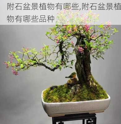 附石盆景植物有哪些,附石盆景植物有哪些品种