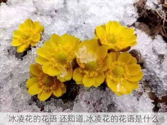 冰凌花的花语 还知道,冰凌花的花语是什么