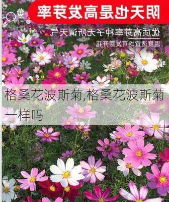 格桑花波斯菊,格桑花波斯菊一样吗