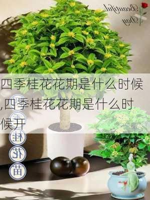 四季桂花花期是什么时候,四季桂花花期是什么时候开