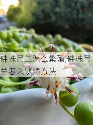 佛珠吊兰怎么繁殖,佛珠吊兰怎么繁殖方法