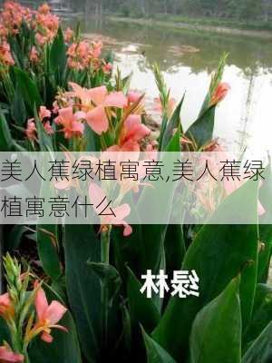 美人蕉绿植寓意,美人蕉绿植寓意什么