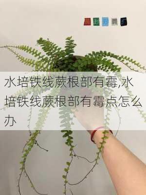 水培铁线蕨根部有霉,水培铁线蕨根部有霉点怎么办