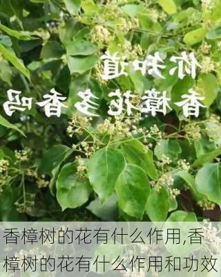 香樟树的花有什么作用,香樟树的花有什么作用和功效