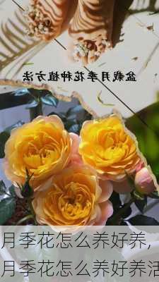 月季花怎么养好养,月季花怎么养好养活