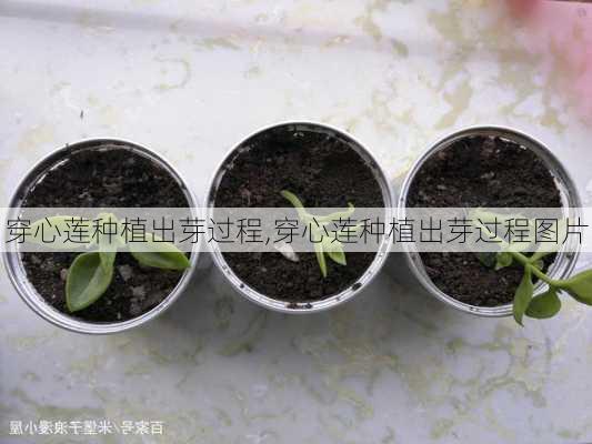 穿心莲种植出芽过程,穿心莲种植出芽过程图片