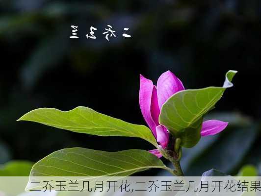 二乔玉兰几月开花,二乔玉兰几月开花结果