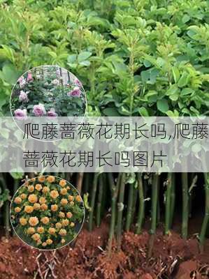 爬藤蔷薇花期长吗,爬藤蔷薇花期长吗图片