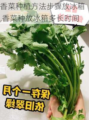 香菜种植方法步骤放冰箱,香菜种放冰箱多长时间