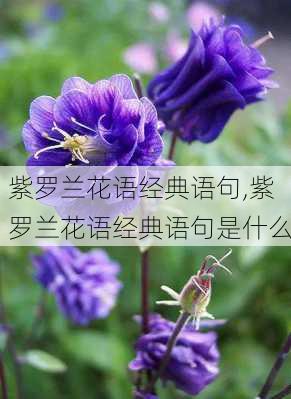 紫罗兰花语经典语句,紫罗兰花语经典语句是什么