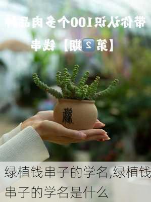 绿植钱串子的学名,绿植钱串子的学名是什么