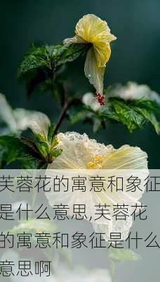 芙蓉花的寓意和象征是什么意思,芙蓉花的寓意和象征是什么意思啊