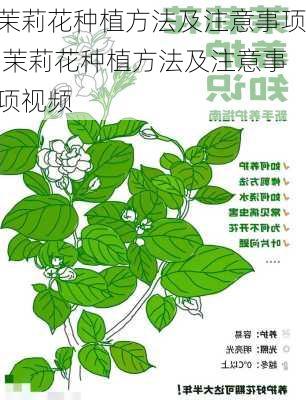 茉莉花种植方法及注意事项,茉莉花种植方法及注意事项视频