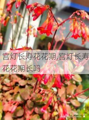 宫灯长寿花花期,宫灯长寿花花期长吗