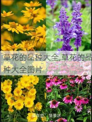 草花的品种大全,草花的品种大全图片