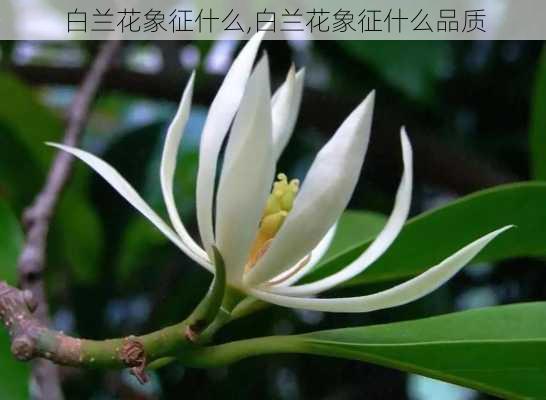 白兰花象征什么,白兰花象征什么品质