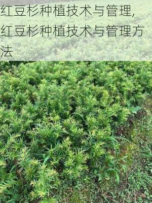 红豆杉种植技术与管理,红豆杉种植技术与管理方法