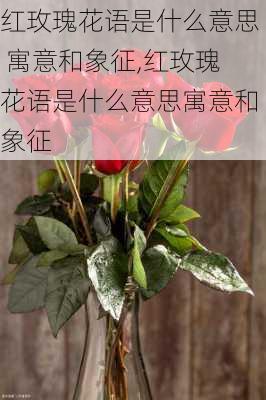 红玫瑰花语是什么意思 寓意和象征,红玫瑰花语是什么意思寓意和象征