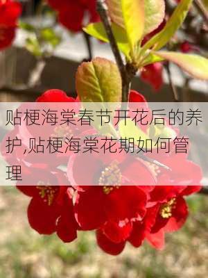 贴梗海棠春节开花后的养护,贴梗海棠花期如何管理