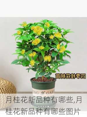 月桂花新品种有哪些,月桂花新品种有哪些图片