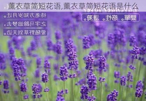 薰衣草简短花语,薰衣草简短花语是什么