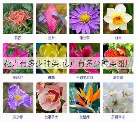 花卉有多少种类,花卉有多少种类图片