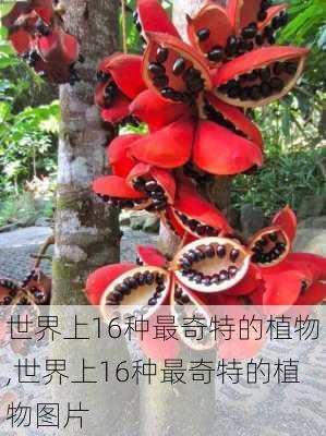 世界上16种最奇特的植物,世界上16种最奇特的植物图片