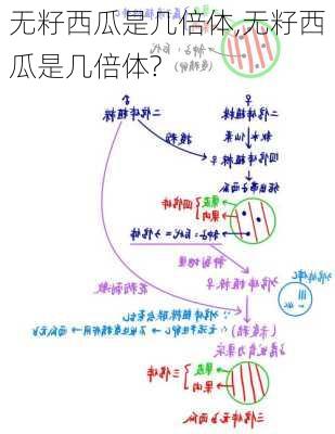 无籽西瓜是几倍体,无籽西瓜是几倍体?