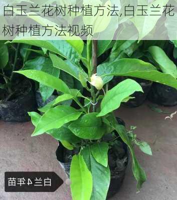 白玉兰花树种植方法,白玉兰花树种植方法视频