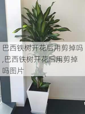 巴西铁树开花后用剪掉吗,巴西铁树开花后用剪掉吗图片