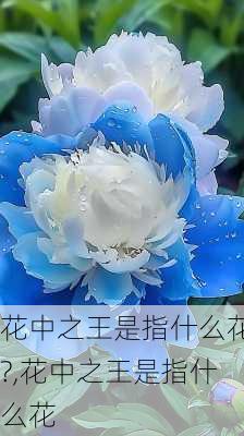 花中之王是指什么花?,花中之王是指什么花